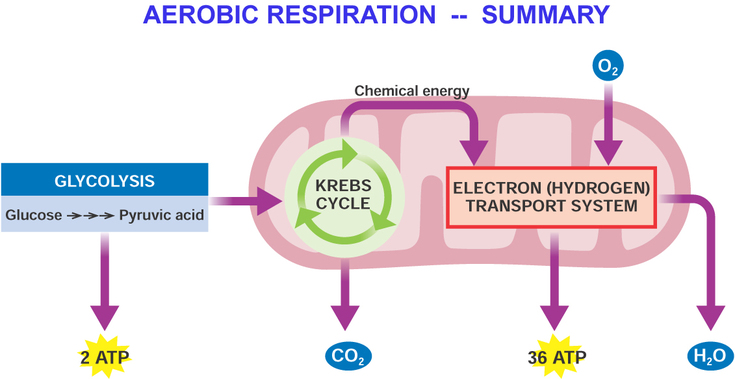 Does aerobic or anaerobic respiration produce a larger amount of energy?