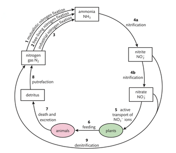 HL Nitrogen and Phosphorus Cycles - Biology 2016