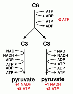 Which process is the one in which glucose is oxidized to generate two molecules of pyruvate and ATP and NADH are produced?
