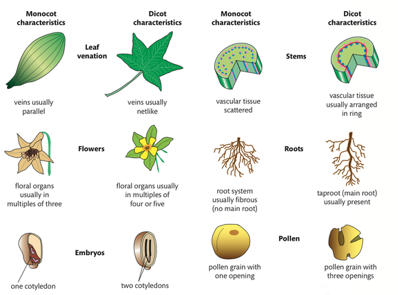 9.4 Reproduction in plants - Biology 2016
